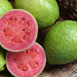 Guava Tropikal Meyve Bahçeden Taze - 1 Kg Satın Al